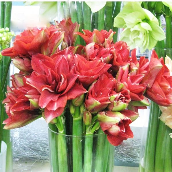 Амарилис махровый (за 1 ед.) 